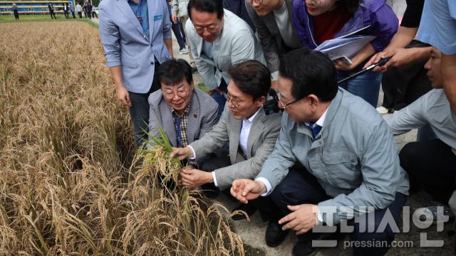 ▲7일 전남 장흥군 안양면 해창리 벼 깨시무늬병 피해 논에서 김민석 국무총리(가운데)가 김영록 전남지사(오른쪽), 김성 장흥군수(왼쪽) 피해 상황을 직접 점검하고 있다.2025.10.07ⓒ프레시안(위정성)