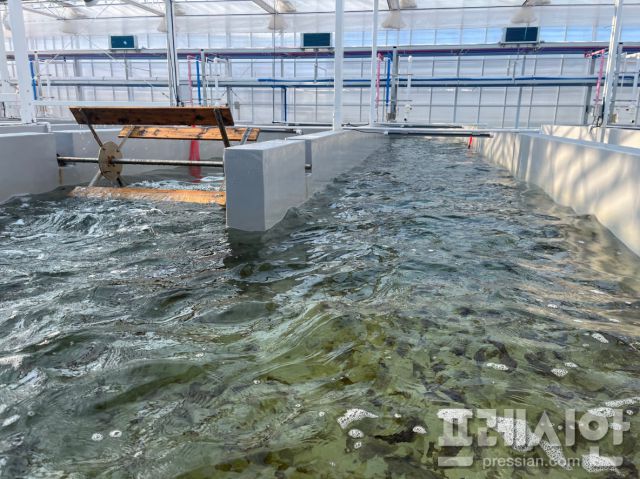 ▲ 전북자치도 수산기술연구소가 실증 중인 육상 김 양식 수로형 트랙 수조. 광반응기 기반 순환 시스템을 통해 김 엽체를 부유 상태로 재배하며, 해상 양식의 계절·환경적 한계를 보완하는 연중 생산 기술로 주목받고 있다. ⓒ전북도