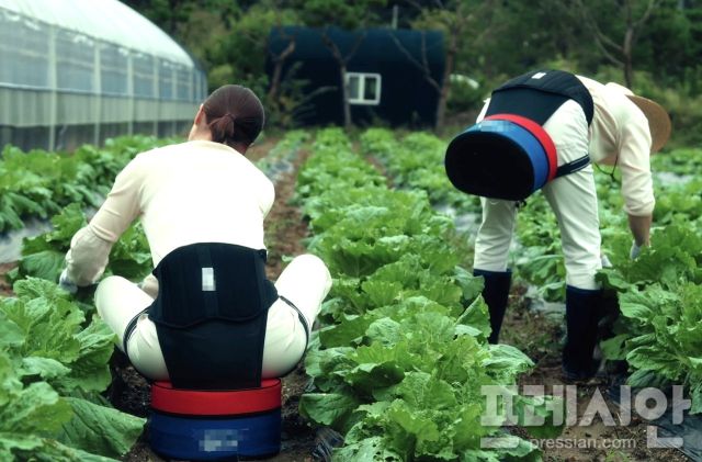 ▲나주시가 농가에 보급하고 있는 농작업 편의 의자가 농업인들로부터 큰 호응을 얻고 있다.ⓒ나주시