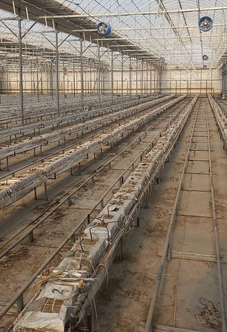 ▲도화엔지니어링이 운영 중인 키르기스스탄 스마트팜 온실 단지(총 1만5000평) 가운데, 약 1만 평 규모가 가동되지 않은 채 방치돼 있는 모습