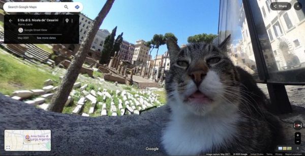 구글 스트리트 뷰에 찍힌 고양이의 모습 [사진: 구글]