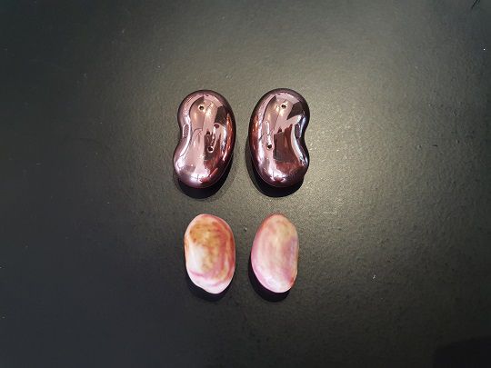 강낭콩을 구하기 위해 마트를 세 군데 돌아다녔다. 원하던 강낭콩을 구하지는 못했지만, 강낭콩류라는 호랑이콩을 찾았다. 갤럭시 버즈 라이브 이어버드와 나란히 놓고 보니 왜 강낭콩이라고 불리는 지 알만 했다./사진=백유진 기자