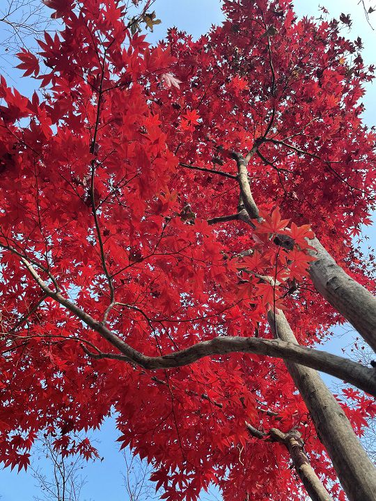 아이폰12 프로로 촬영한 단풍. 단풍의 모양이 잘 구분되지 않을 정도로 색이 밝지만 단풍 모양을 제법 정확하게 찍어냈다. /사진=백유진 기자