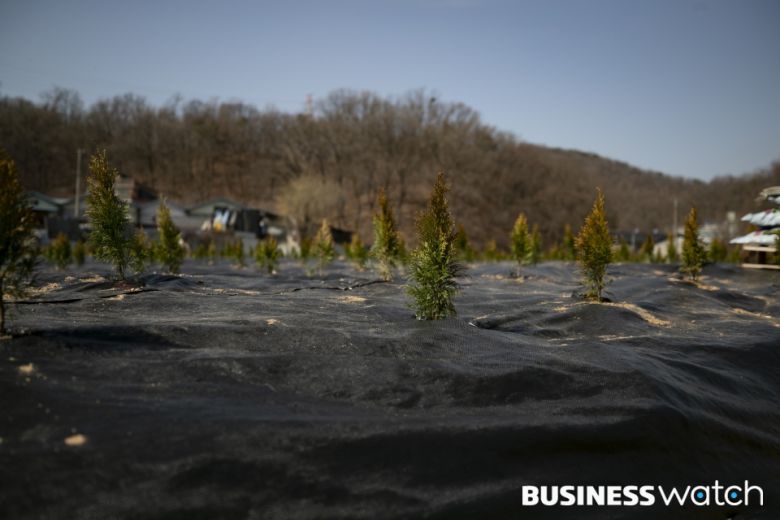 묘목 심겨진 투기의혹 토지 /사진=이명근 기자 qwe123@