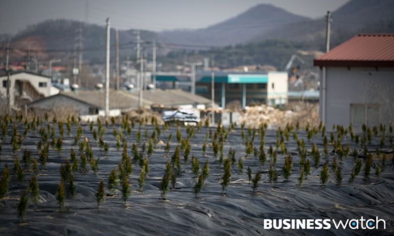 LH직원들의 투기 의혹이 제기된 경기 시흥시 과림동 소재 토지에 묘목들이 심겨 있다./사진=이명근 기자 qwe123@