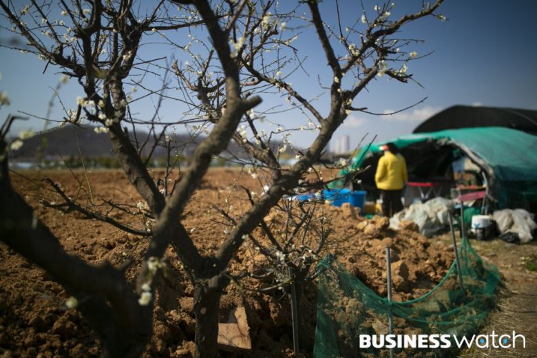 이씨가 97년도에 심은 매실나무에서 꽃이 피고 있다. /사진=이명근 기자 qwe123@