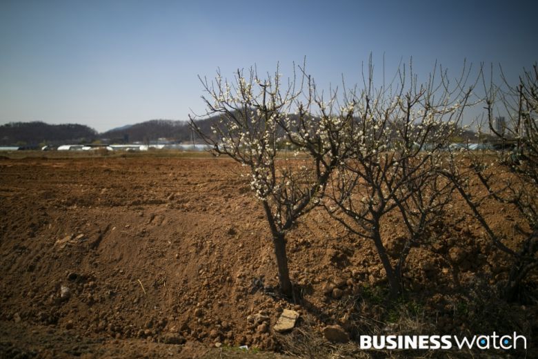 투기땅에 심어진 매실 나무에 꽃이 피고 있다. /사진=이명근 기자 qwe123@