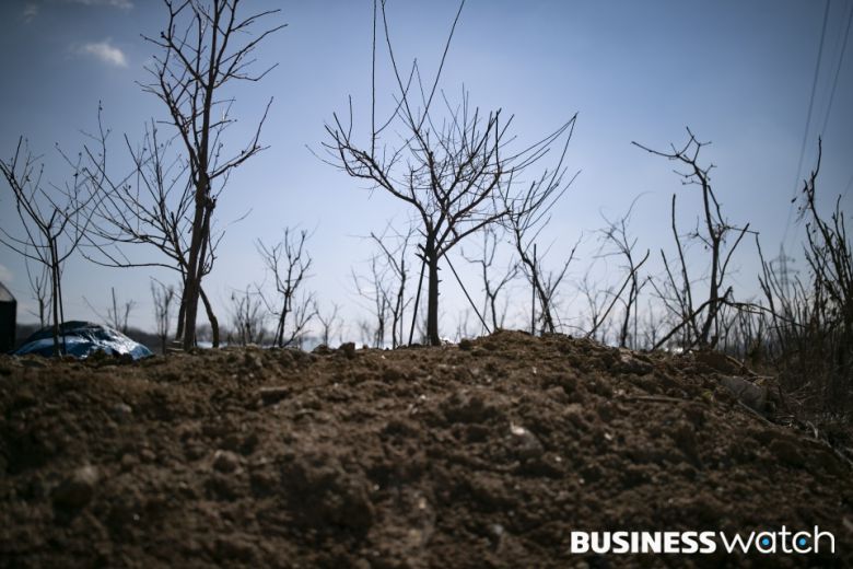 말라버린 묘목들 /사진=이명근 기자 qwe123@