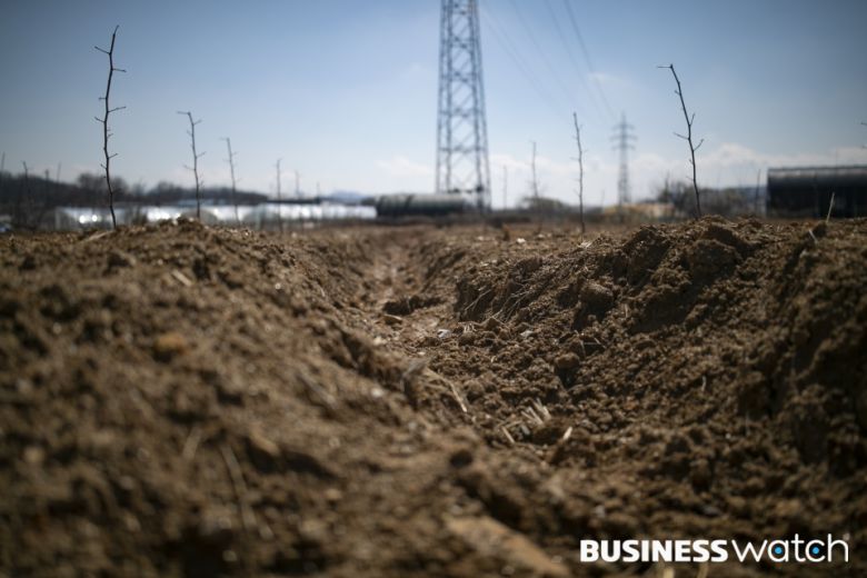 죽은 묘목들이 이어진 투기의혹 토지 /사진=이명근 기자 qwe123@