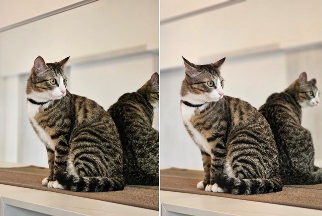 갤럭시S23 플러스(왼쪽)와 울트라(오른쪽)로 촬영한 사진./사진=백유진 기자 byj@