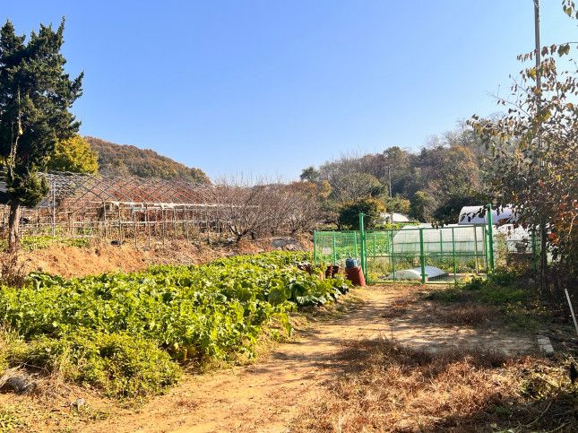 서울 서초구 신원동에 위치한 그린벨트 지역 내 밭과 비닐하우스 모습/사진=김미리내 기자