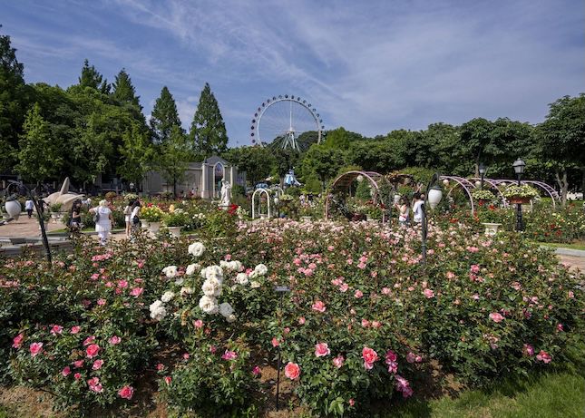 에버랜드 장미축제 '로로티'의 모습. / 사진=삼성물산