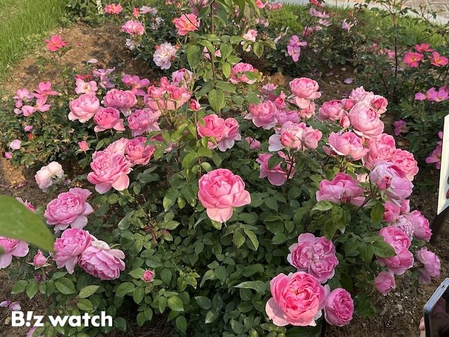 2022년 제22회 일본 기후 국제장미 콘테스트에서 금상을 수상하고 최근 일본 수출을 시작한 에버랜드의 자체 개발 품종 퍼퓸에버스케이프. / 사진=정혜인 기자 hij@bizwatch.co.kr