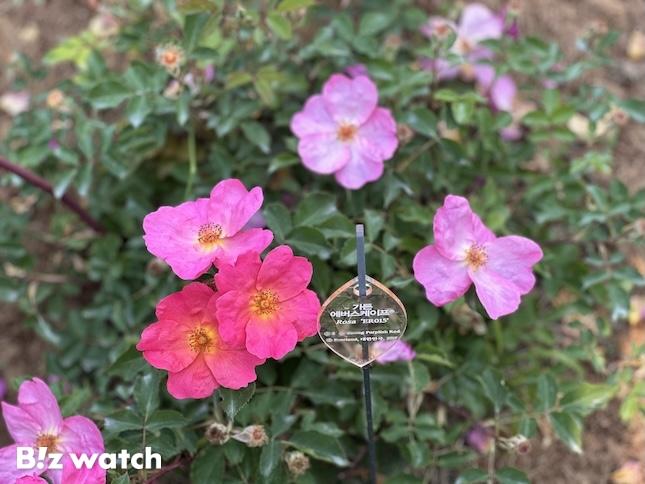 에버랜드 자체 개발 품종인 가든에버스케이프. / 사진=정혜인 기자 hij@bizwatch.co.kr