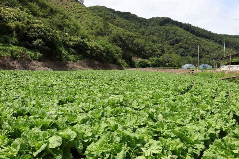 충북 괴산군에 위치한 CJ제일제당 '그린로즈' 시범 재배지 전경. / 사진=CJ제일제당