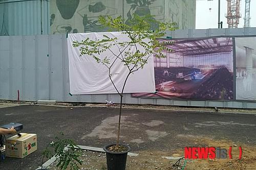 【광주=뉴시스】배상현 기자 = 지난 2012년 태풍 볼라벤의 피해로 고사한 옛 전남도청 앞 회화나무와 유전자가 동일한 후계목. 광주시는 오는 30일  5·18민주광장 내 회화나무 소공원 내에서 후계목을 심는 행사는 갖는다.  지난해 10월 유전자 검사결과 DNA가 일치해 모계(母系)관계가 확인된 후계목은 광주 북구 우산동의 한 시민이 5년전 회화나무 밑에 자라나는 어린 묘목을 발견해 관리해 오다가 회화나무 고사 소식에 기증했다. 2014.10.27 (사진=광주시 제공) photo@newsis.com