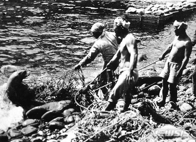 [서울=뉴시스] 강치잡이