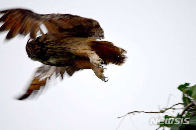 [남해=뉴시스]차용현 기자 = 지난 28일 오후 경남 남해군 망운산 산기슭에서 나무꼭대기에 앉아 휴식을 취하던 수리부엉이(천연기념물 제324호)가 인기척에 놀라 날아오르고 있다. 2020.07.29.  con@newsis.com