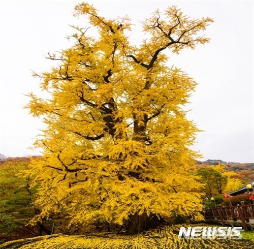 용문사 은행나무(지난해 단풍이 물든 모습).