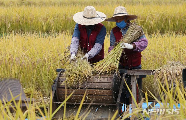 [인천=뉴시스] 이종철 기자 = 2020년 10월 22일 오전 인천시 남동구 인천대공원 습지원 반디논에서 공원사업소 직원들이 탈곡을 하고 있는 모습. 2020.10.22. jc4321@newsis.com
