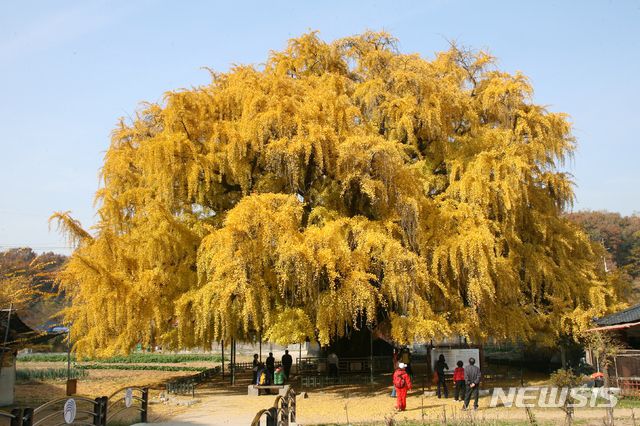 만수골 은행나무, 인천 남동구 장수동