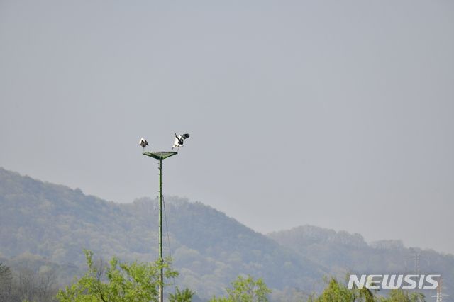 김해 화포천 황새 ⓒ봉하문고리