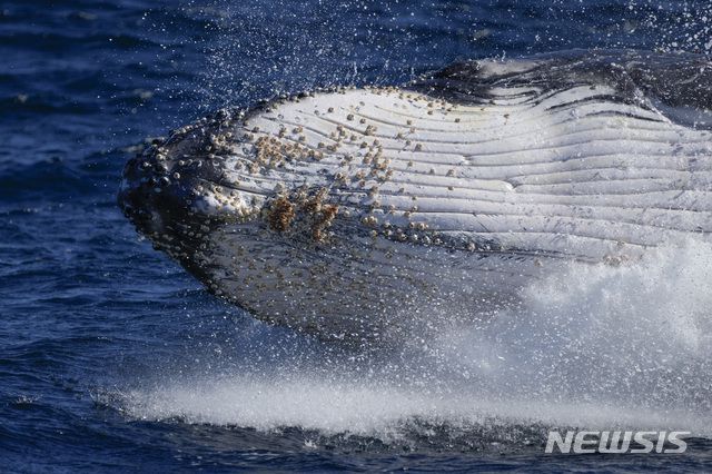 [포트스티븐스=AP/뉴시스]14일 오스트레일리아 포트 스티븐스 해안에서 혹등고래 한 마리가 수면 위로 솟아오르고 있다. 수천 마리의 혹등고래가 번식을 위해 호주 북부의 따뜻한 바다로 이동하는 약 5000㎞, 3개월에 달하는 여정을 시작했다. 2021.06.14.