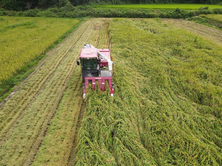 [산청=뉴시스] 사진은 2022년 2월 14일 진행된 산청군 단성면 벼농사. 2022.02.14. photo@newsis.com *재판매 및 DB 금지