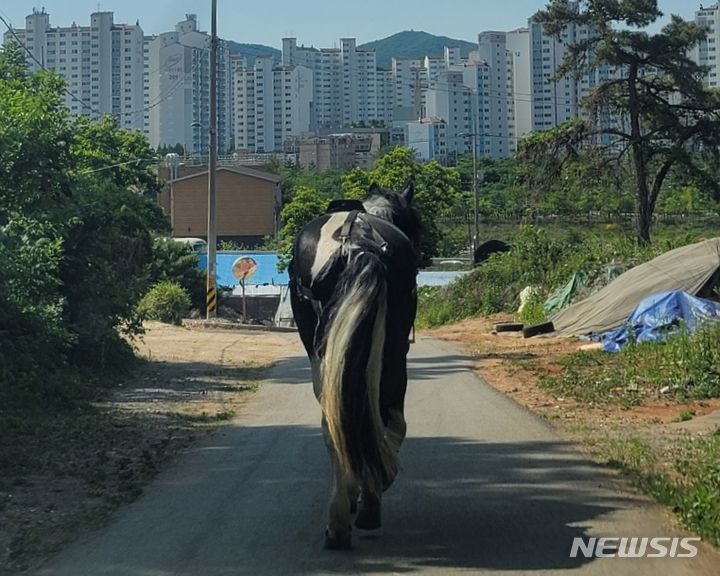 [인천=뉴시스] 이루비 기자 = 1일 인천 서구 연희동 아시아드주경기장 인근 도로를 홀로 달리던 말이 출발 장소인 승마체험장으로 복귀하고 있다. (사진=서부경찰서 제공)