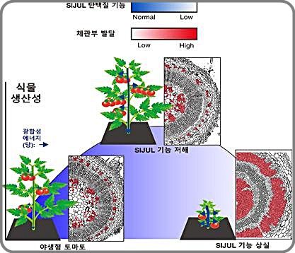 [대전=뉴시스] 체관부 발달, 광합성에너지의 분배, 생산성 간의 상관관계 모식도. SlJUL 단백질의 적절한 기능 조절을 통해 식물의 생육에는 영향을 미치지 않으면서 토마토 과실 수, 무게, 당도 등 작물의 유용형질을 향상할 수 있다. *재판매 및 DB 금지