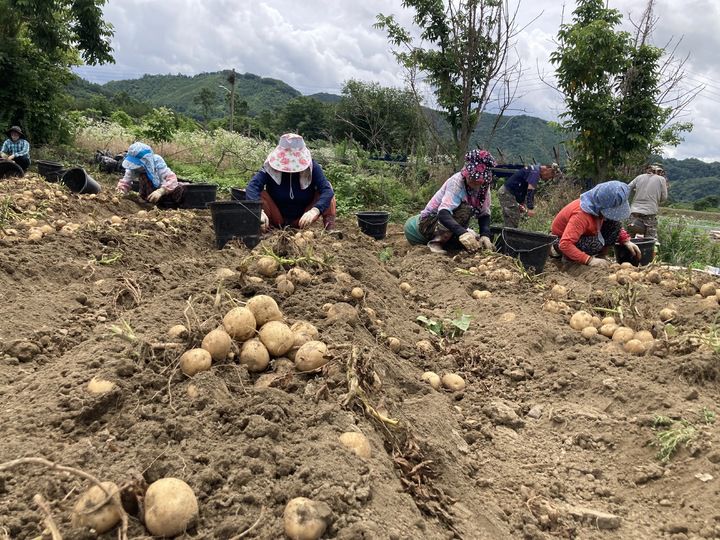 28일 충북 옥천군 안내면 도이리 주민들이 감자 밭에서 씨알 굵은 감자를 수확하고 있다.2022.06.28.kipoi@newsis.com  *재판매 및 DB 금지