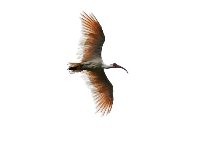 우포따오기복원센터가 암컷 24마리, 수컷 16마리를 방사했다. 2022.09.15  *재판매 및 DB 금지