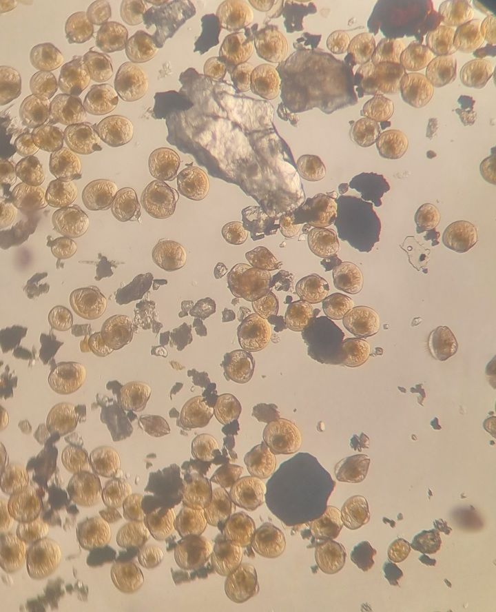 [안동=뉴시스] 개량조개 유생. (사진=경북도 제공) 2022.09.26 *재판매 및 DB 금지
