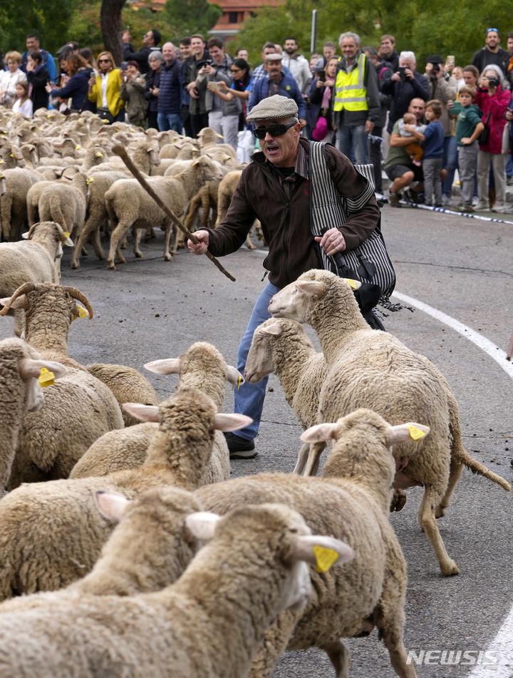 [마드리드=AP/뉴시스] 23일(현지시간) 스페인 마드리드에서 전통 양떼 축제가 열려 한 양치기가 양들을 인도해 시내를 지나고 있다. 이 축제는 양치기들이 겨울을 나기 위해 양들을 따뜻한 남쪽으로 이동시키던 600년 전 풍습을 재현한 행사로 매년 10월 열린다. 2022.10.24.