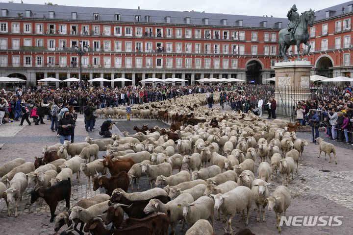 [마드리드=AP/뉴시스] 23일(현지시간) 스페인 마드리드에서 전통 양떼 축제가 열려 양 떼가 마요르 광장을 가로질러 가고 있다. 이 축제는 양치기들이 겨울을 나기 위해 양들을 따뜻한 남쪽으로 이동시키던 600년 전 풍습을 재현한 행사로 매년 10월 열린다. 2022.10.24.