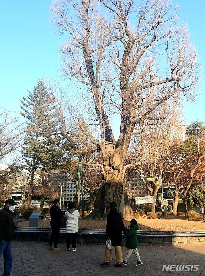 [청주=뉴시스][청주=뉴시스] 연종영 기자 = 충북 청주시 한복판에 있는 중앙공원과 은행나무(압각수). 넷플릭스 드라마 ‘더 글로리’에서 야외 기원으로 삼았던 촬영지를 시민들이 둘러보고 있다. 2023.01.10. jyy@newsis.com