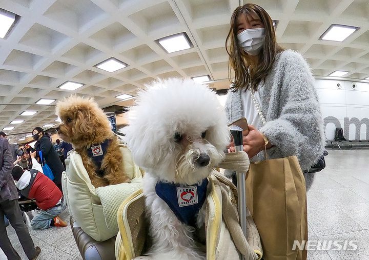 [제주=뉴시스] 우장호 기자 = 16일 오후 제주국제공항 국내선 1층 도착장으로 국내 최초 반려견 동반 전세기 타고 온 탑승객들이 반려견과 이동하고 있다. 한국관광공사와 반려동물 여행플랫폼 '반려생활', 소형항공사 '하이에어'가 출시한 반려동물 동반 전세기 상품은 김포와 제주를 왕복하는 2박3일 일정으로, 연말까지 월 1회씩 총 10회 운영한다. 2023.03.16. woo1223@newsis.com