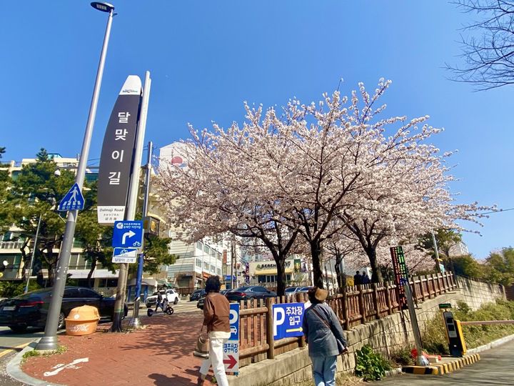 [부산=뉴시스] BIE 실사단 숙소인 시그니엘 부산과 이어지는 부산 대표 벚꽃 명소 달맞이길. (사진=동효정 기자) 2023.03.30. vivid@newsis.com  *재판매 및 DB 금지