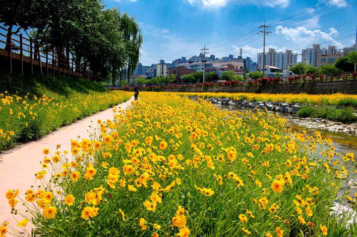 금계국 만개한 제천 하소천. *재판매 및 DB 금지