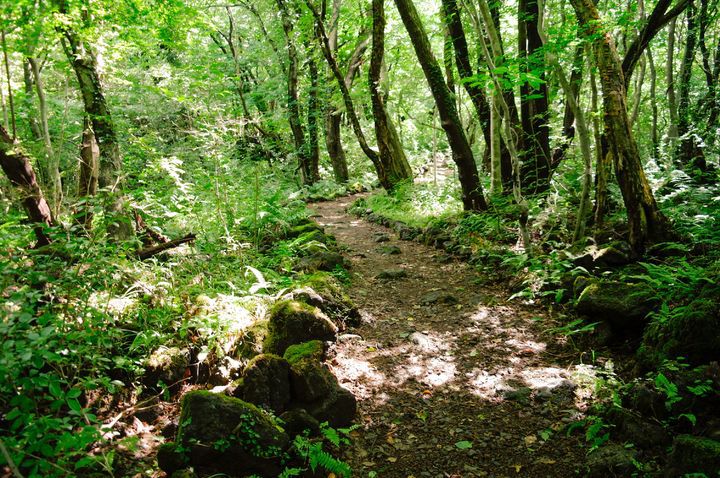 [제주=뉴시스] 산림청이 선정한 ‘걷기 좋은 명품 숲길 20선’에 포함된 제주 교래자연휴양림 곶자왈 숲길. (사진=제주도 제공) 2023.08.03. photo@newsis.com *재판매 및 DB 금지