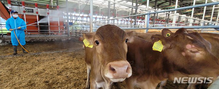 [완주=뉴시스] 김얼 기자 = 연일 무더위가 기승을 부리고 있는 3일 전북 완주군의 한 축사에서 관계자가 소들에게 시원한 물을 뿌려주고 있다. 2023.08.03. pmkeul@nwsis.com