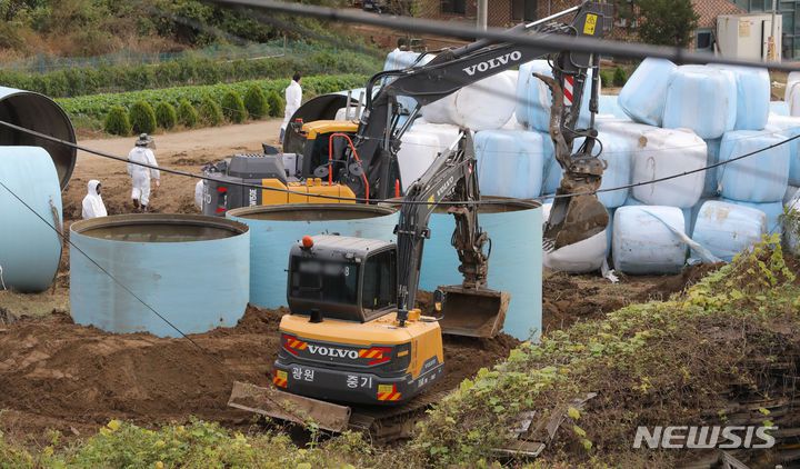 [평택=뉴시스] 김금보 기자 = 22일 오후 소 바이러스성 질병인 럼피스킨병이 발생한 경기 평택시의 한 젖소 농가에서 관계자들이 살처분 준비 작업을 하고 있다. 2023.10.22. kgb@newsis.com