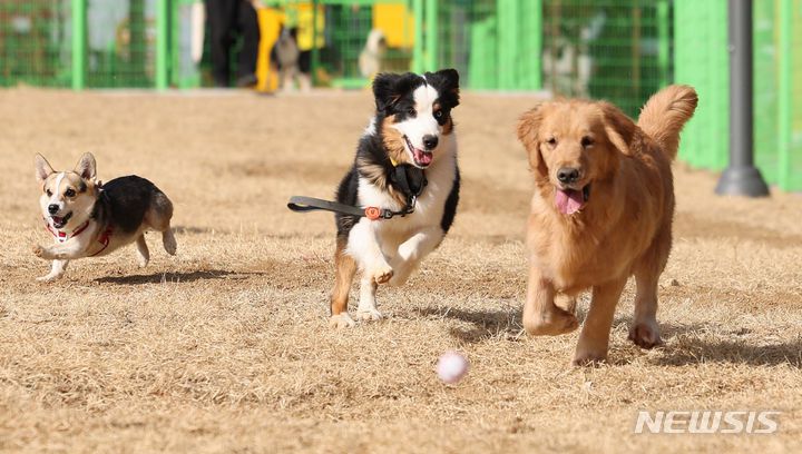 [대구=뉴시스] 이무열 기자 = 대구 달서구 장동에 있는 반려견 놀이터에서 강아지들이 뛰놀고 있다. 2024.01.16. lmy@newsis.com