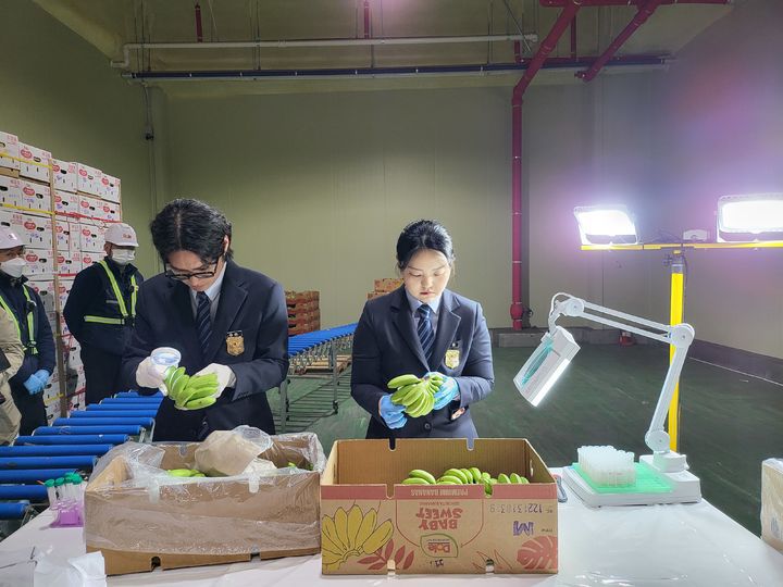 [평택=뉴시스]경기도 평택항 돌코리아 검역현장에서 검역관들이 2인1조로 수입 바나나를 검사하고 있다.  *재판매 및 DB 금지