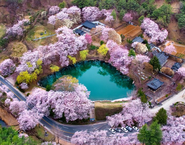 [거창=뉴시스] 거창군청 거창 벚꽃 명소 *재판매 및 DB 금지 *재판매 및 DB 금지