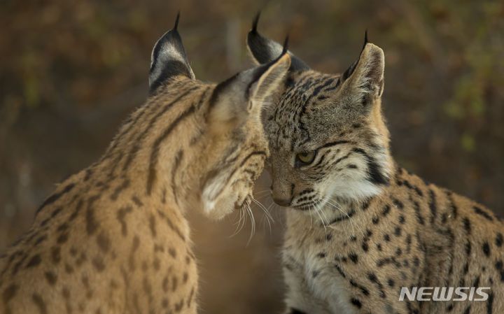 [도냐냐 국립공원(스페인)=AP/뉴시스]스페인 아즈날카자르의 도냐나 국립공원 주변에서 2018년 10월2일 이베리아 스라소니 한 쌍이 놀고 있다. 기후변화, 침입종, 불법 거래, 인프라 확산과 같은 인간 활동에 따른 압력 증가로 현재 4만50004종이 넘는 종들이 멸종 위기에 처해 있다고 국제자연보전연맹(IUCN)이 27일 최근 멸종위기종 레드리스트를 발표했다. 이는 2023년보다 1000종 늘어난 것이지만 IUCN은 이베리아 스라소니의 경우 멸종위기에서 회복된 가장 대표적인 사례라고 밝혔다. 2024.06.27.