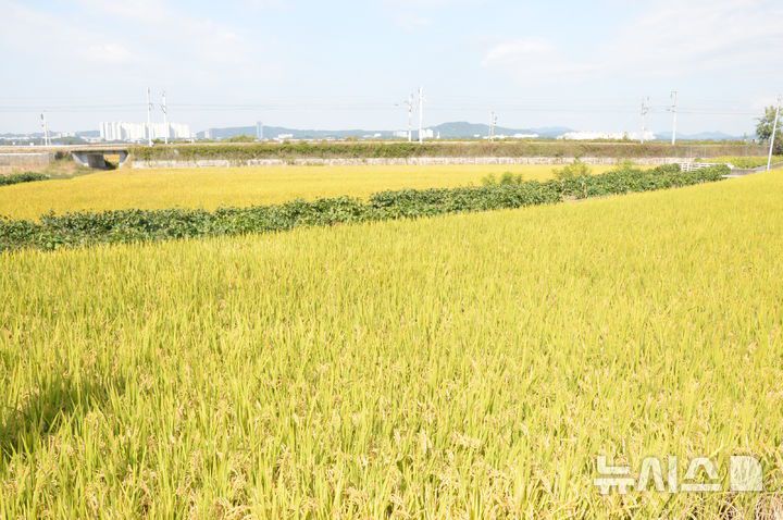 [청주=뉴시스] 연현철 기자 = 10일 충북 청주시 청원구 오근장동 들녘에 누렇게 익어 고개숙인 벼가 추수를 기다리고 있다. 2024.10.10. yeon0829@newsis.com