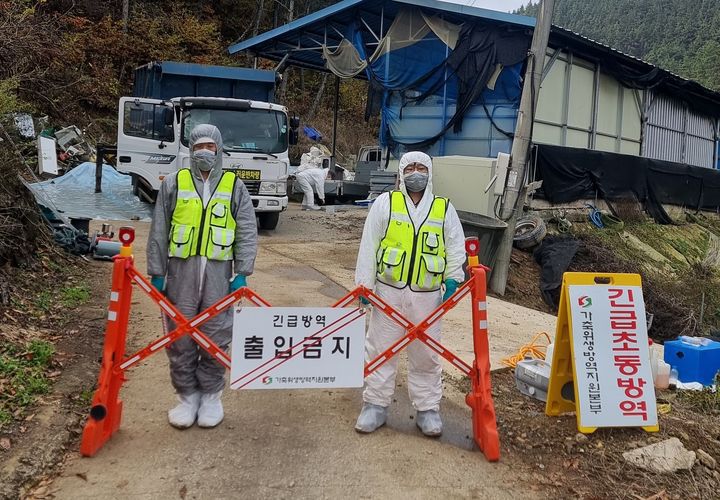 럼피스킨병이 발생한 군위군 의흥면 한우농장에 출입이 통제되고 있다. (사진=군위군 제공) *재판매 및 DB 금지