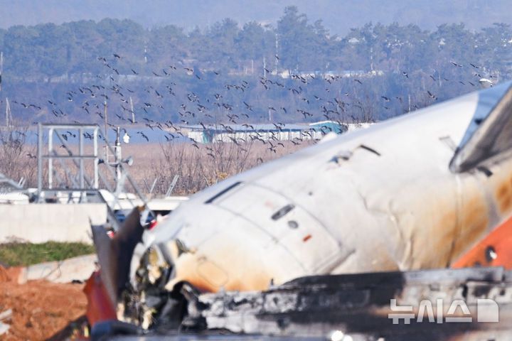 [무안=뉴시스] 이영주 기자 = 전남 무안국제공항에서 발생한 항공기 착륙 도중 충돌 사고의 원인으로 조류 충돌(버드 스트라이크)에 따른 항공기 엔진 폭발이 지목되는 가운데 29일 오후 무안국제공항 주변으로 철새떼가 날고 있다. 2024.12.29. leeyj2578@newsis.com