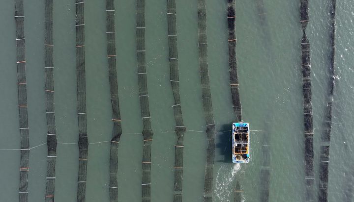 [홍성=뉴시스] 유효상 기자 = 이번 겨울 가장 추운 날씨를 기록한 가운데 10일 충남 홍성군 남당항 김 양식장에서 추위에도 어업인들이 김 수확을 하고 있다. (사진=홍성군 제공) 2025.01.11 photo@newsis.com *재판매 및 DB 금지